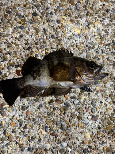 ガシラの釣果