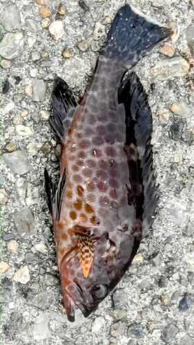 オオモンハタの釣果