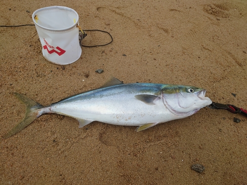 ブリの釣果