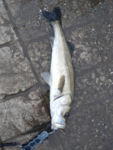 スズキの釣果