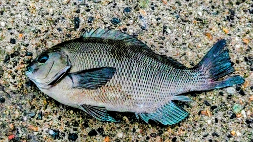 クチブトグレの釣果