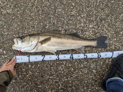 シーバスの釣果