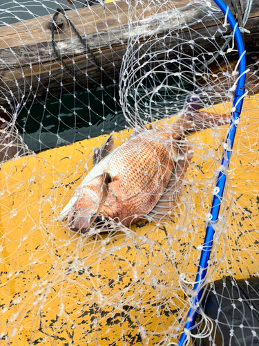 タイの釣果