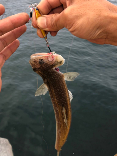 エソの釣果