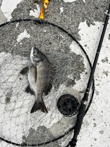 チヌの釣果