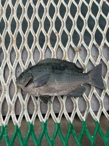 メジナの釣果