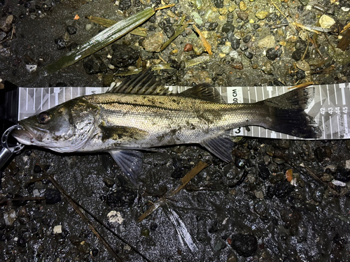 フッコ（マルスズキ）の釣果