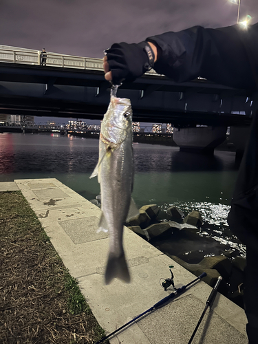 スズキの釣果