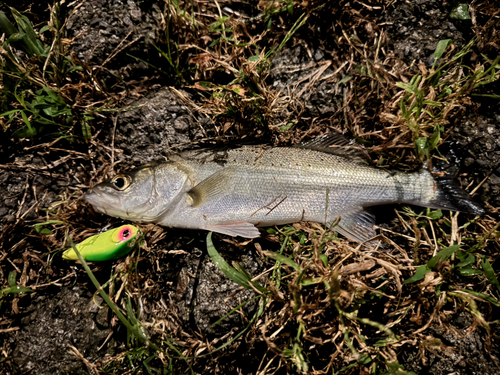 セイゴ（マルスズキ）の釣果