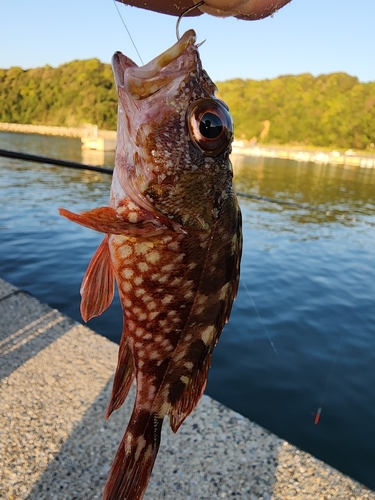 ガシラの釣果