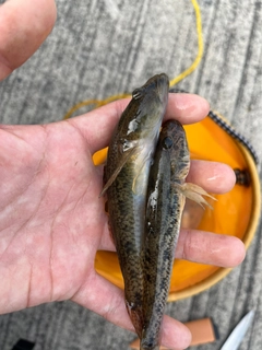 マハゼの釣果