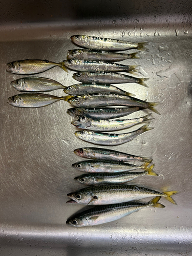 サバの釣果