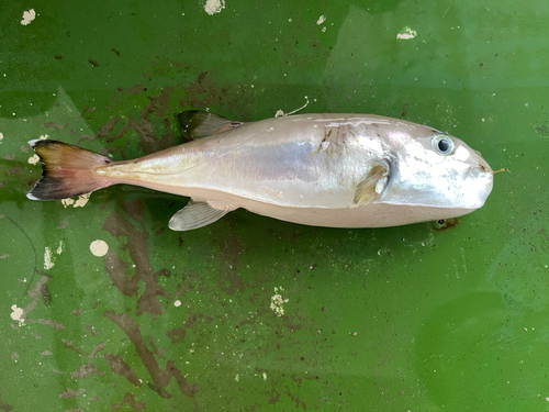 シロサバフグの釣果