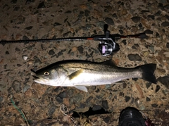 シーバスの釣果