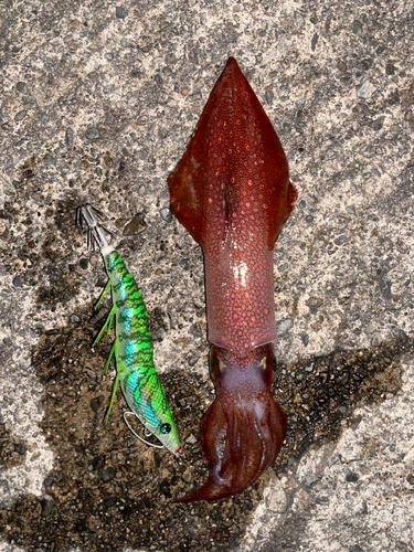 アオリイカの釣果