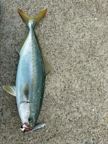 ハマチの釣果