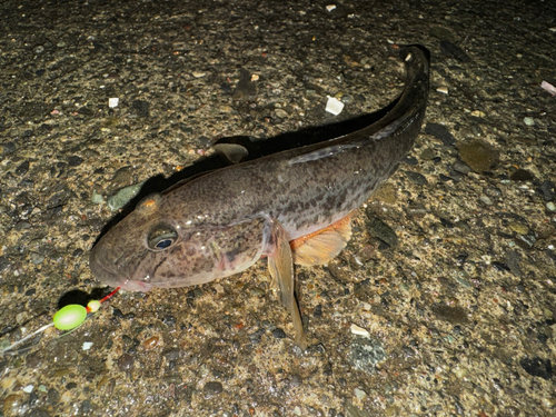 マハゼの釣果