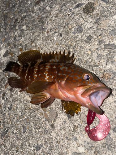 キジハタの釣果