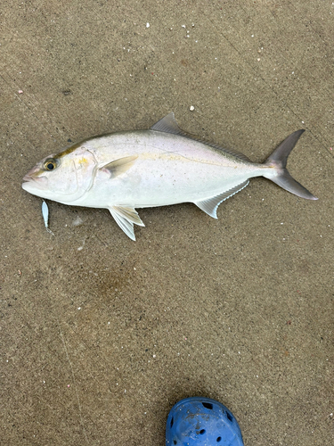 ネリゴの釣果