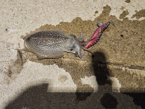 シリヤケイカの釣果