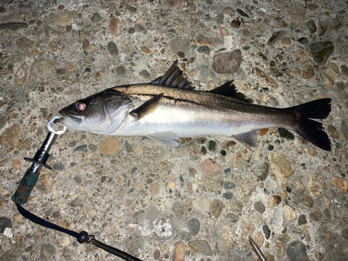 フッコ（マルスズキ）の釣果