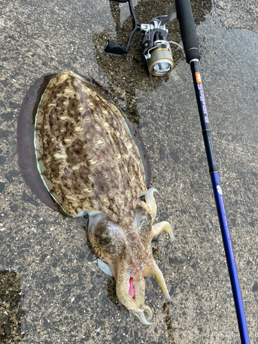 モンゴイカの釣果