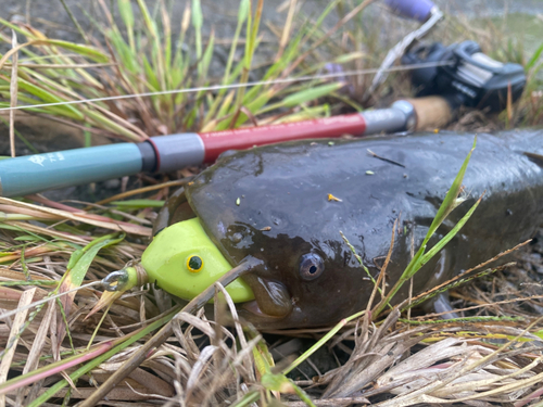 ナマズの釣果