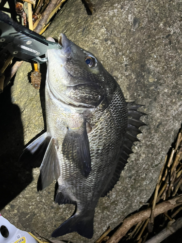 チヌの釣果