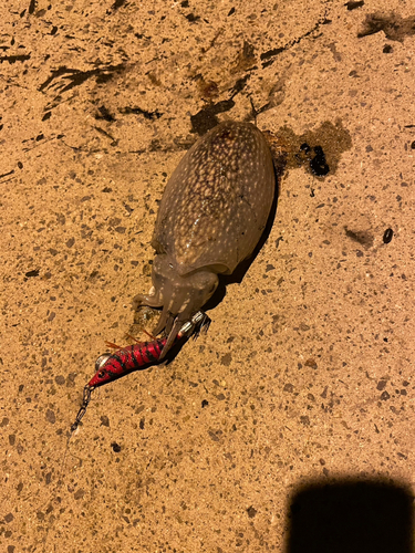 シリヤケイカの釣果