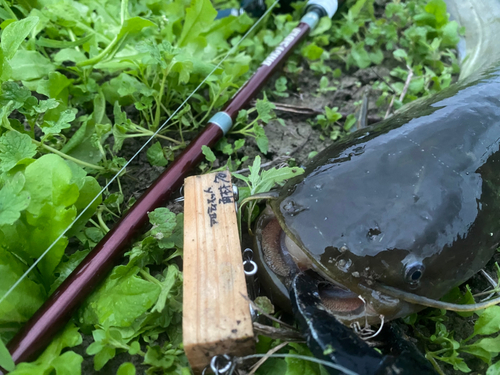 ナマズの釣果