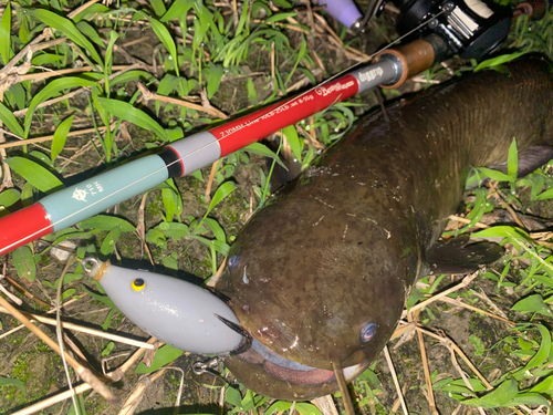 ナマズの釣果