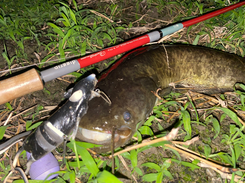 ナマズの釣果