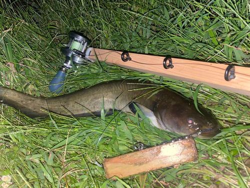 ナマズの釣果