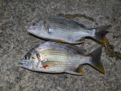 碧南海釣り公園