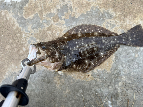 ヒラメの釣果