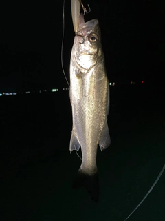 セイゴ（マルスズキ）の釣果