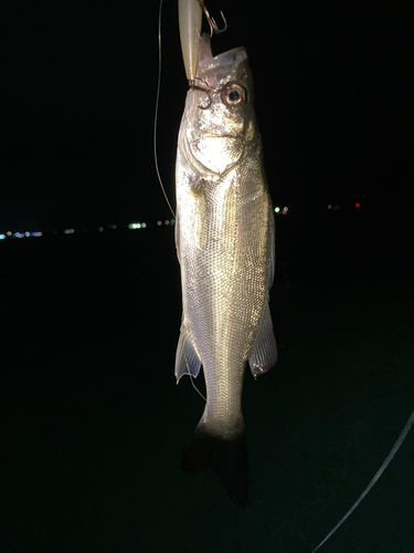 セイゴ（マルスズキ）の釣果