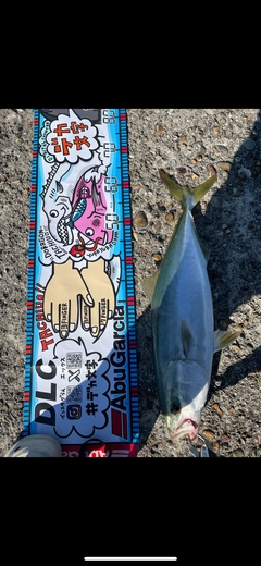 メジロの釣果