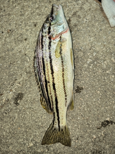 シマイサキの釣果