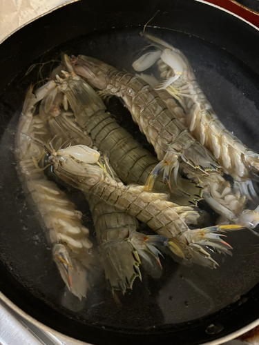 シャコの釣果