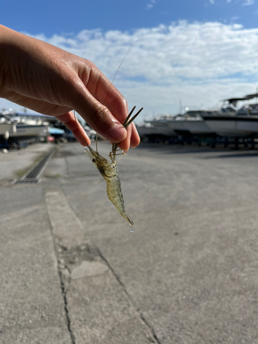 テナガエビの釣果