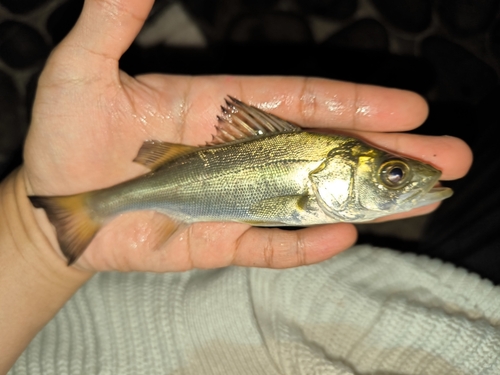 セイゴ（マルスズキ）の釣果