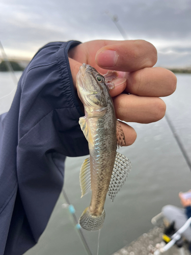 マハゼの釣果