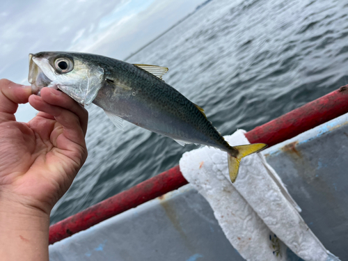 マサバの釣果