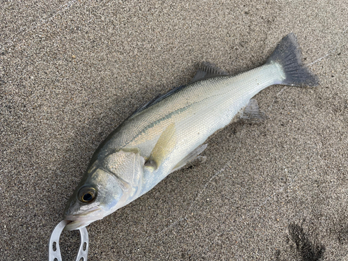 セイゴ（マルスズキ）の釣果