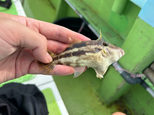 カワハギの釣果