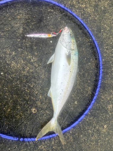 ハマチの釣果