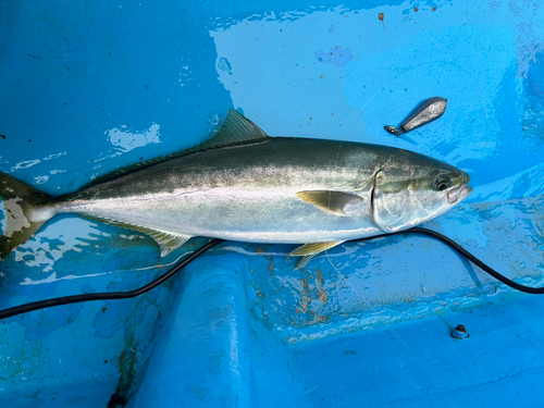 ワラサの釣果