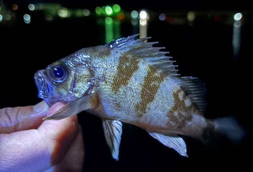 メバルの釣果