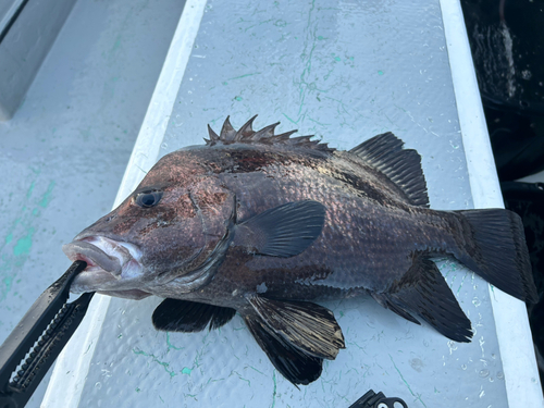 ヒゲダイの釣果